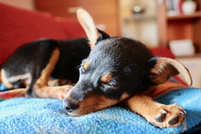 A Day In The Life Of A Puppy Named Toby - Puppy Life Rocks!