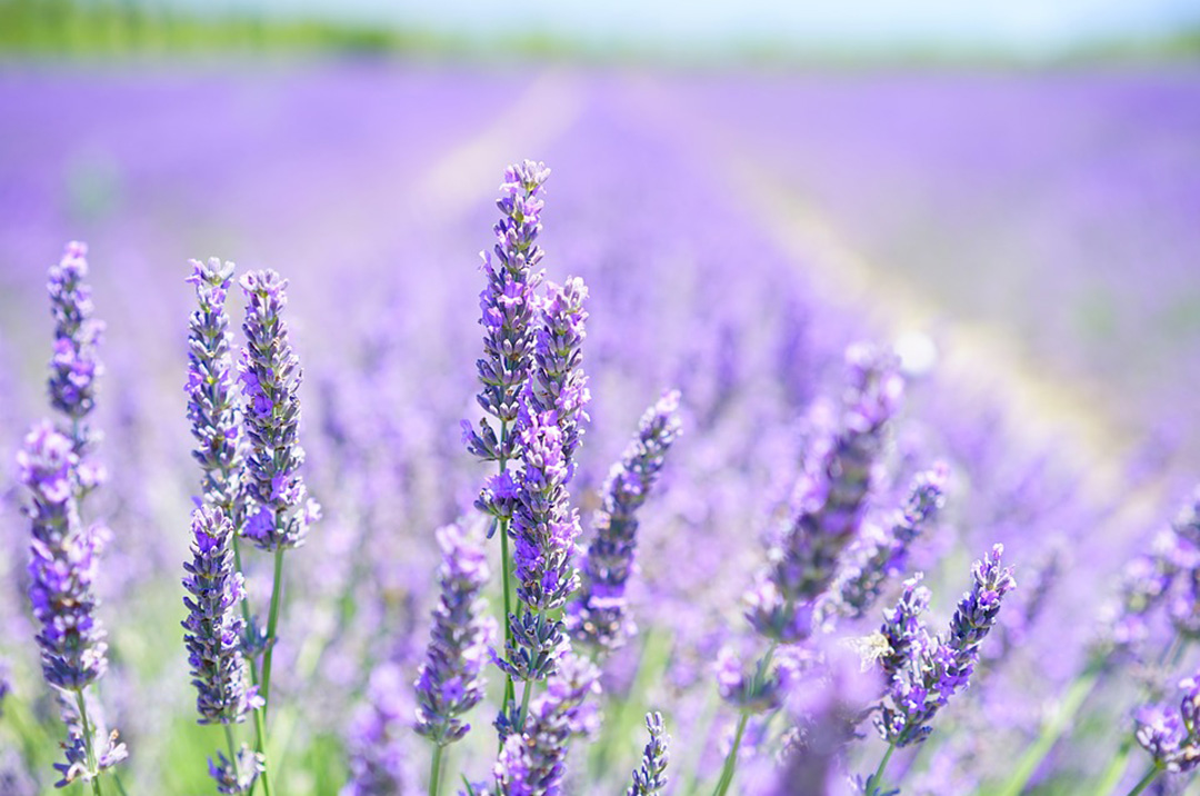 Lavender Aromatherapy For Sleep