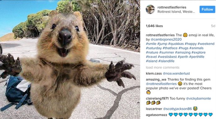 Quokkaselfie Anyone? These Cute Little Creatures Are Taking The Internet By Storm