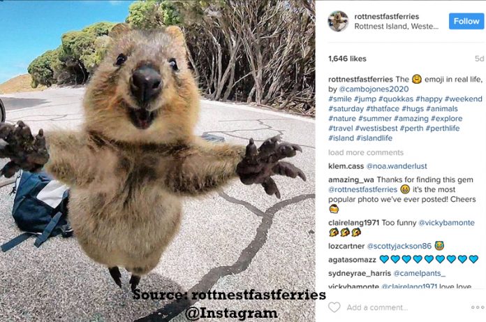 Quokkaselfie Anyone? These Cute Little Creatures Are Taking The Internet By Storm