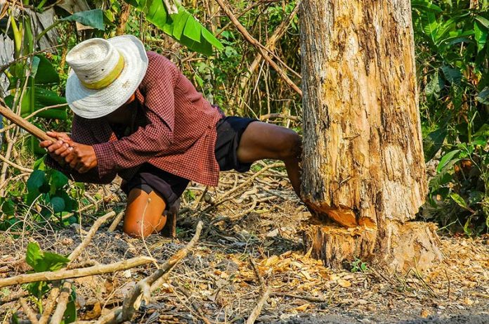 The Story of Two Woodcutters —Why You Should Sharpen Your Axes - Screeble