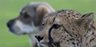 Cheetahs Are Really Just Skittish Kitties