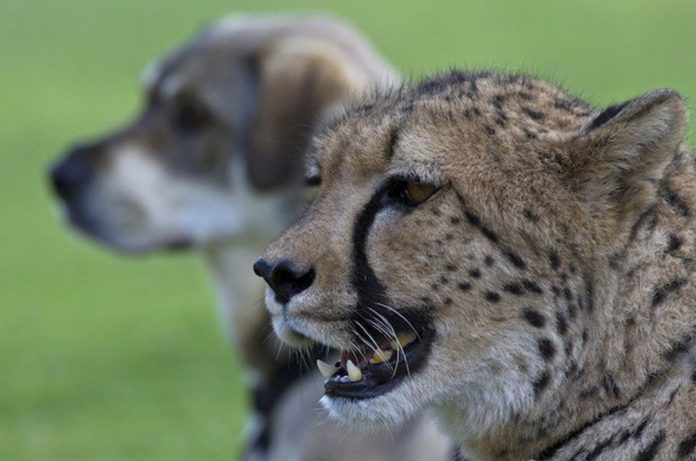 Cheetahs Are Really Just Skittish Kitties