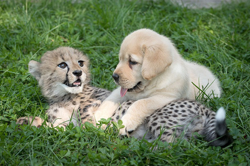 Cheetah and Dog