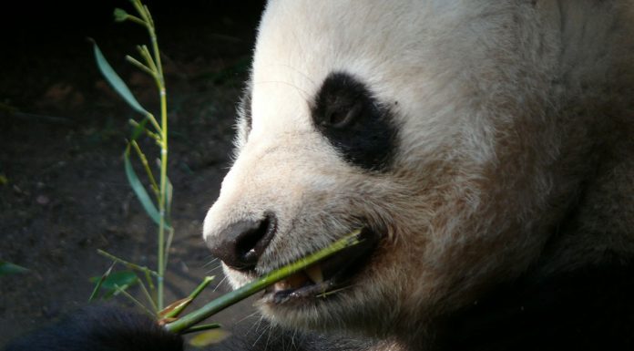 Another Reason To Be A Panda