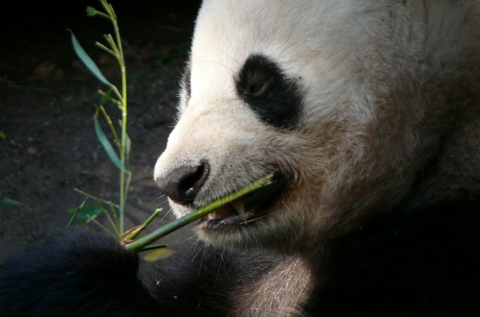 Another Reason To Be A Panda