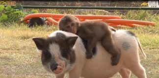 This Adorable Monkey-Pig Pair Will Melt Your Heart