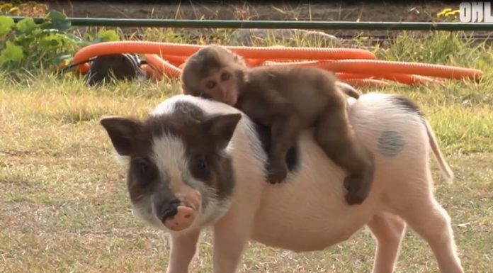 This Adorable Monkey-Pig Pair Will Melt Your Heart
