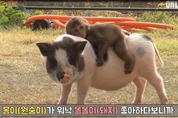 This Adorable Monkey-Pig Pair Will Melt Your Heart